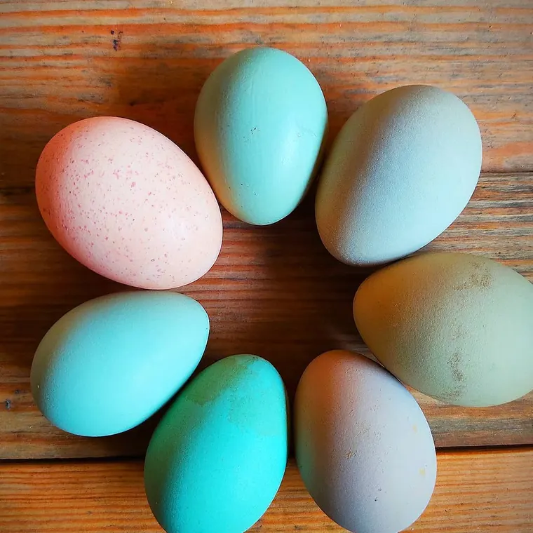 Huevos azules, verdes y rosados en círculo sobre madera