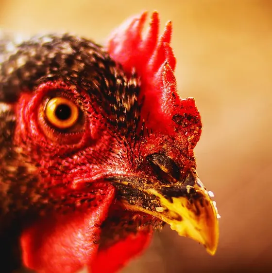 Retrato de una gallina criolla de la granja