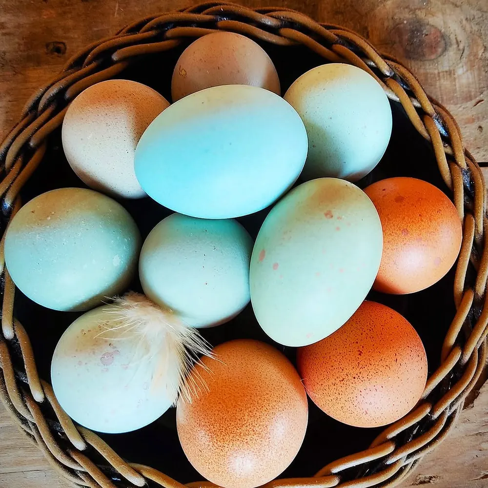 Canasta de mimbre con huevos azules, verdes y colorados de la granja Blueggs