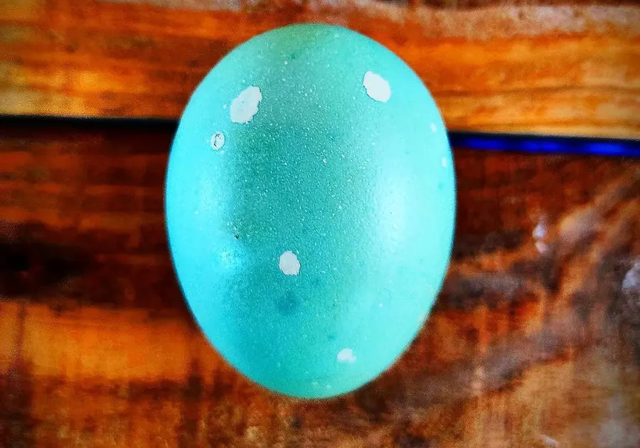 Un huevo azul turquesa sobre una tabla de madera