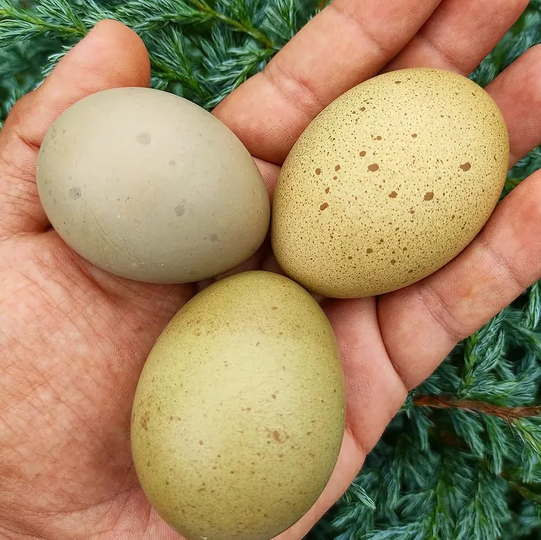 Mano sosteniendo tres huevos verdes moteados