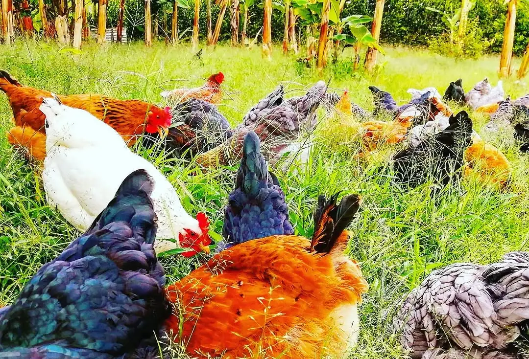 Gallinas criollas de varios colores comiendo en el potrero